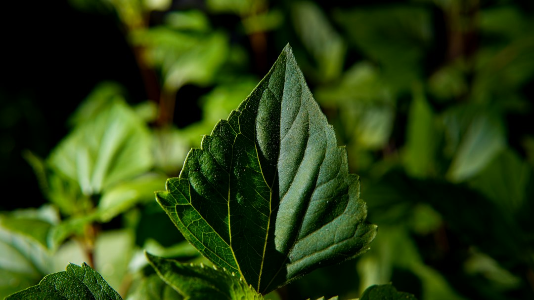 L’olio di perilla nelle allergie