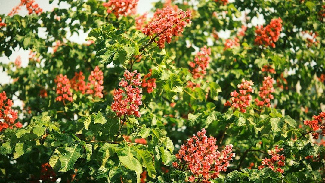 Imparare a non ripetere lo stesso copione: il fiore Chestnut Bud