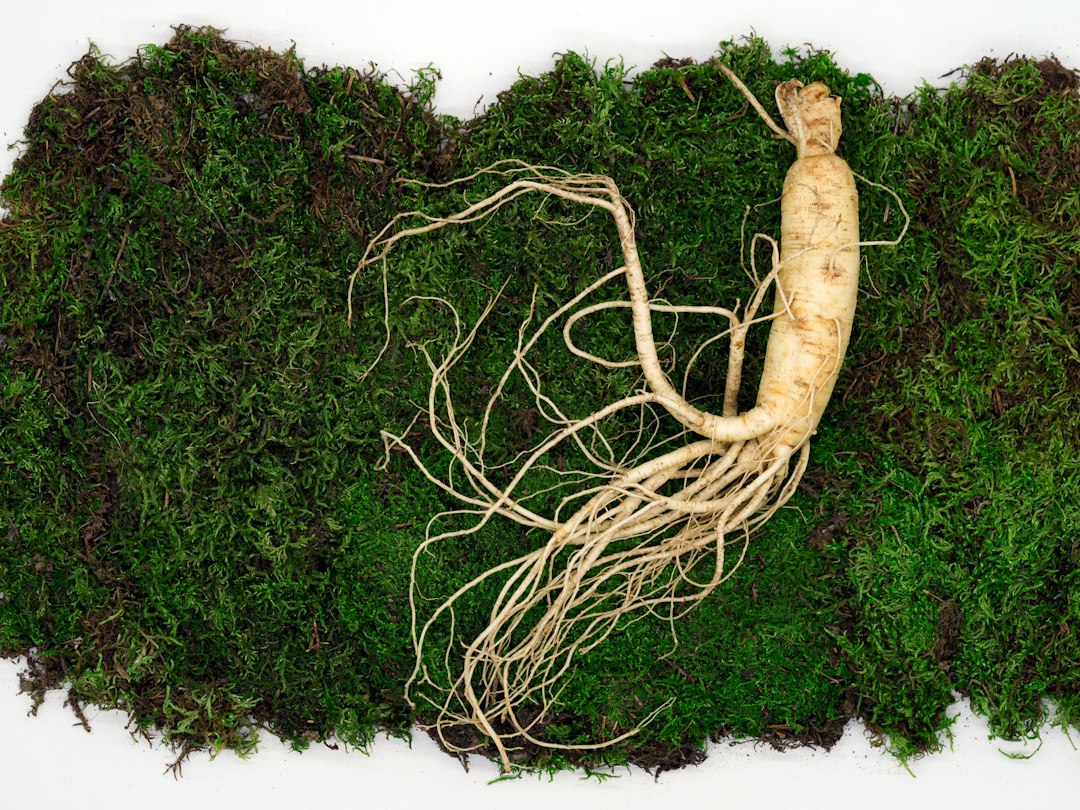 Ginseng: proprietà, come assumerlo e controindicazioni